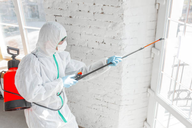 Best Attic Mold Removal  in Fort Calhoun, NE